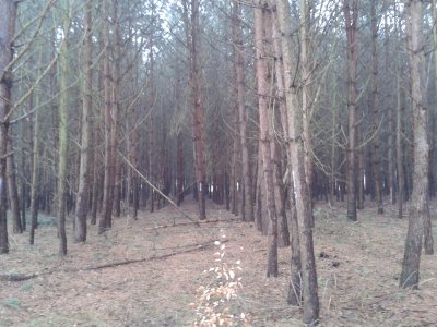 Wald.jpg