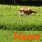 Hanni